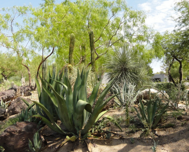 Pictures of desert cactus plants.PNG