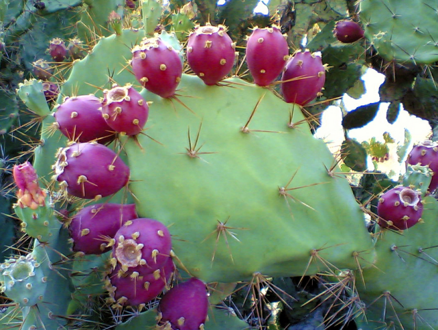 Pink prickly pear cactus photos.PNG