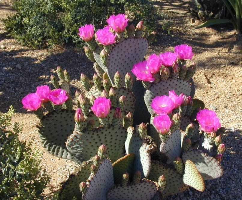Blooming cactus with purple flowers.PNG