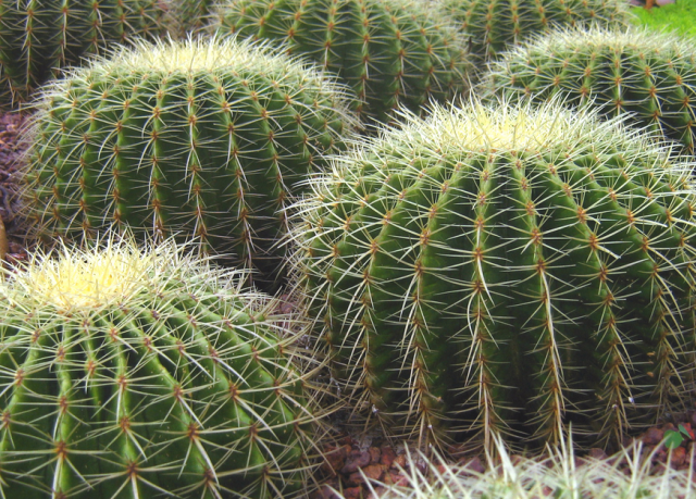 Cacti plants photos.PNG