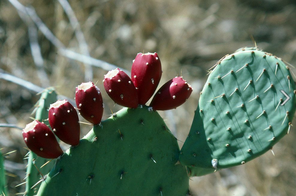 Cactus cactus red fruits photos.PNG