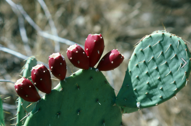 Cactus cactus red fruits photos.PNG