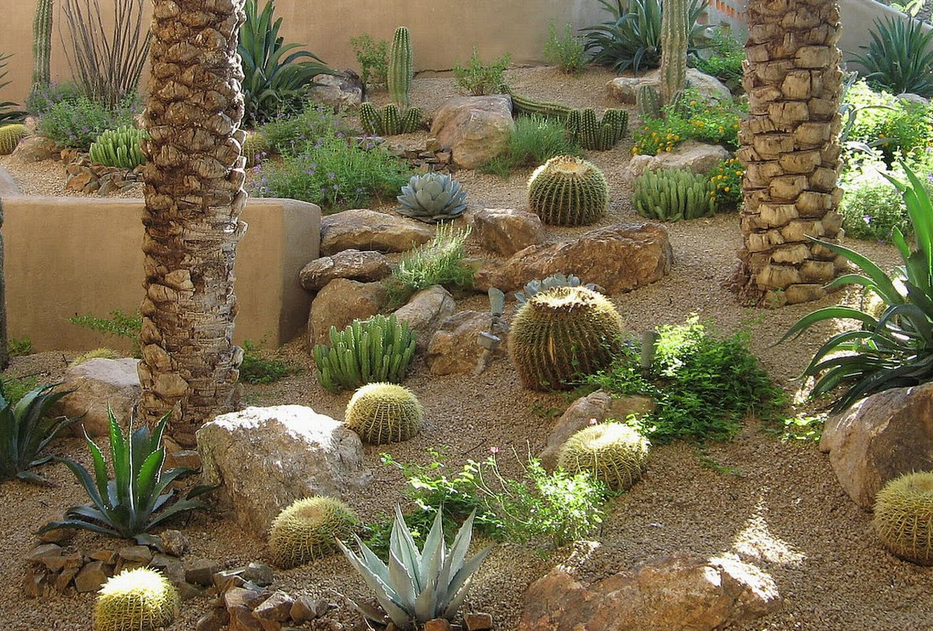 Cactus flower plants images.PNG