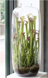 Light green small plant in glass container photos.JPG
