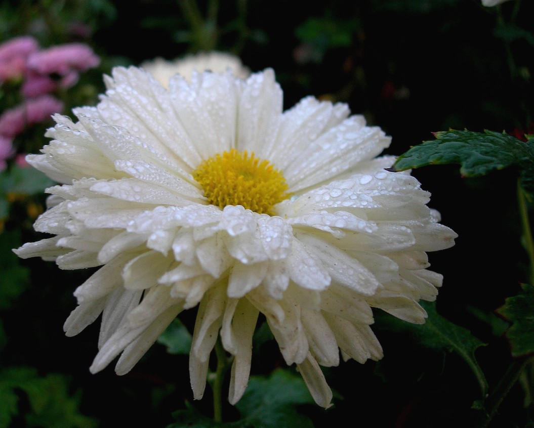 pics of daisy wet.jpg