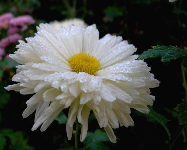 pics of daisy wet.jpg