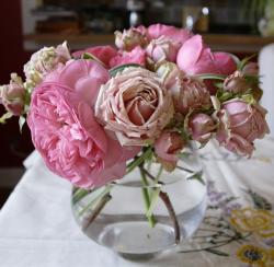 Picture of light pink roses in different sizes.JPG