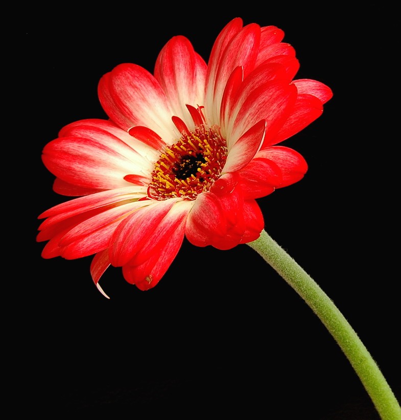 photos of cream and red daisy flower.jpg