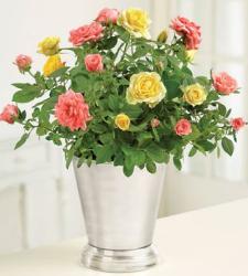 Bicolored Roses Arrangement with silver vase photos.JPG
