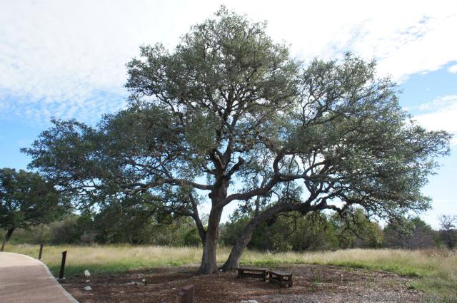 Large Oak Tree at Lady Bird Johnson Wildflower Center.jpg