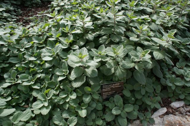 Heart-leaf Skullcap at Lady Bird Johnson Wildflower Center.jpg