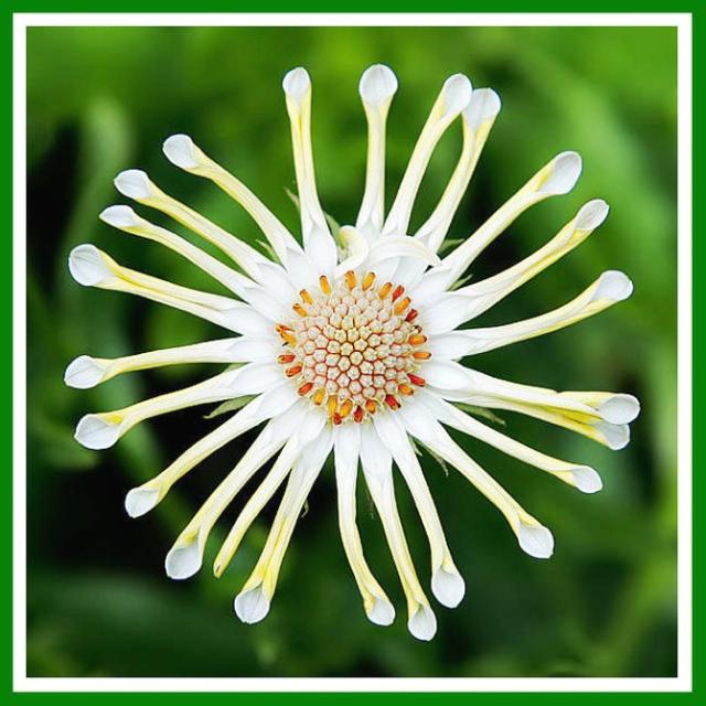 photo white African daisy flower.jpg
