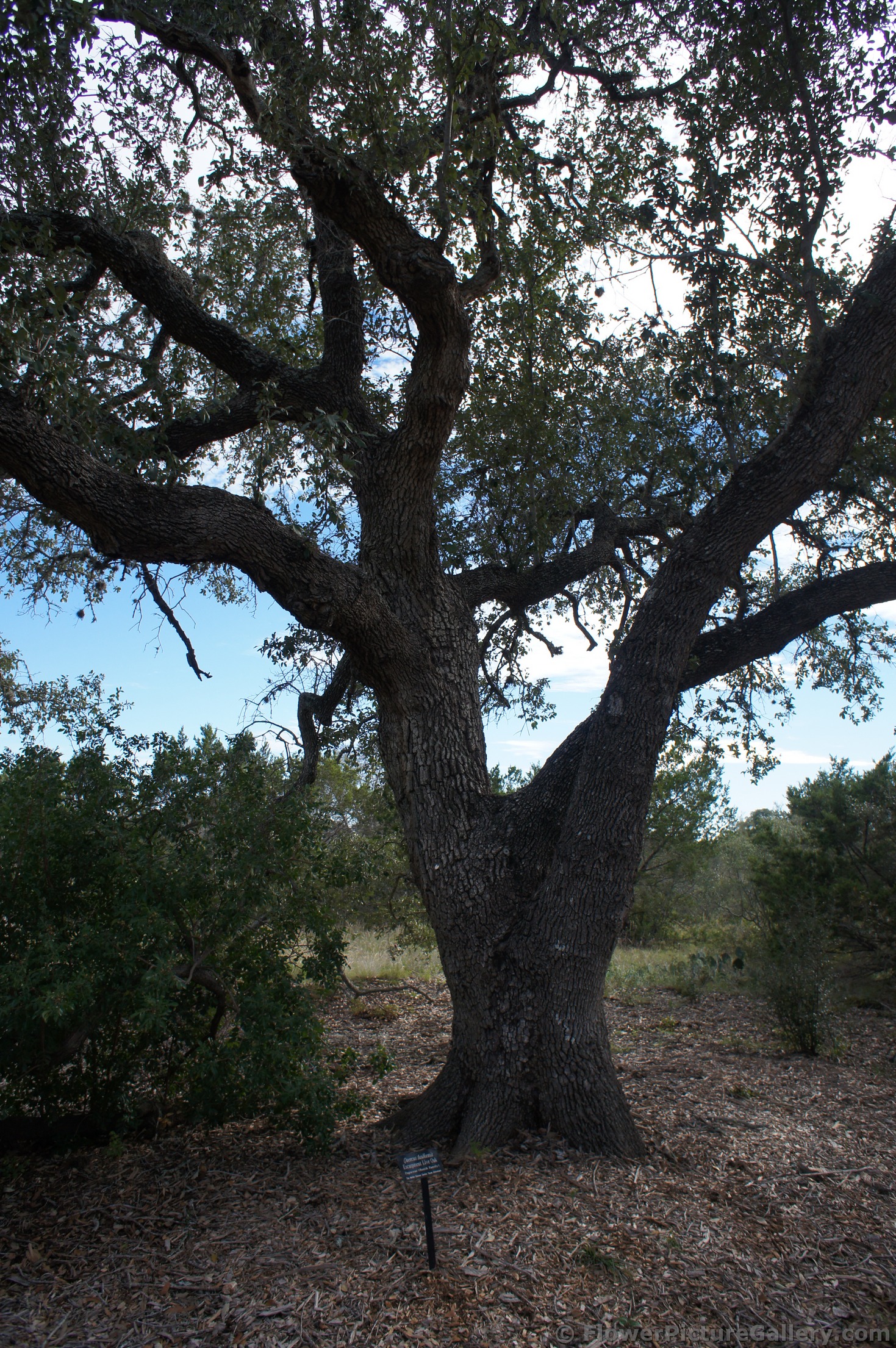 Escarpment Live Oak tree at Lady Bird Johnson Wildflower Center.jpg