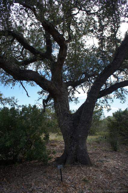 Escarpment Live Oak tree at Lady Bird Johnson Wildflower Center.jpg