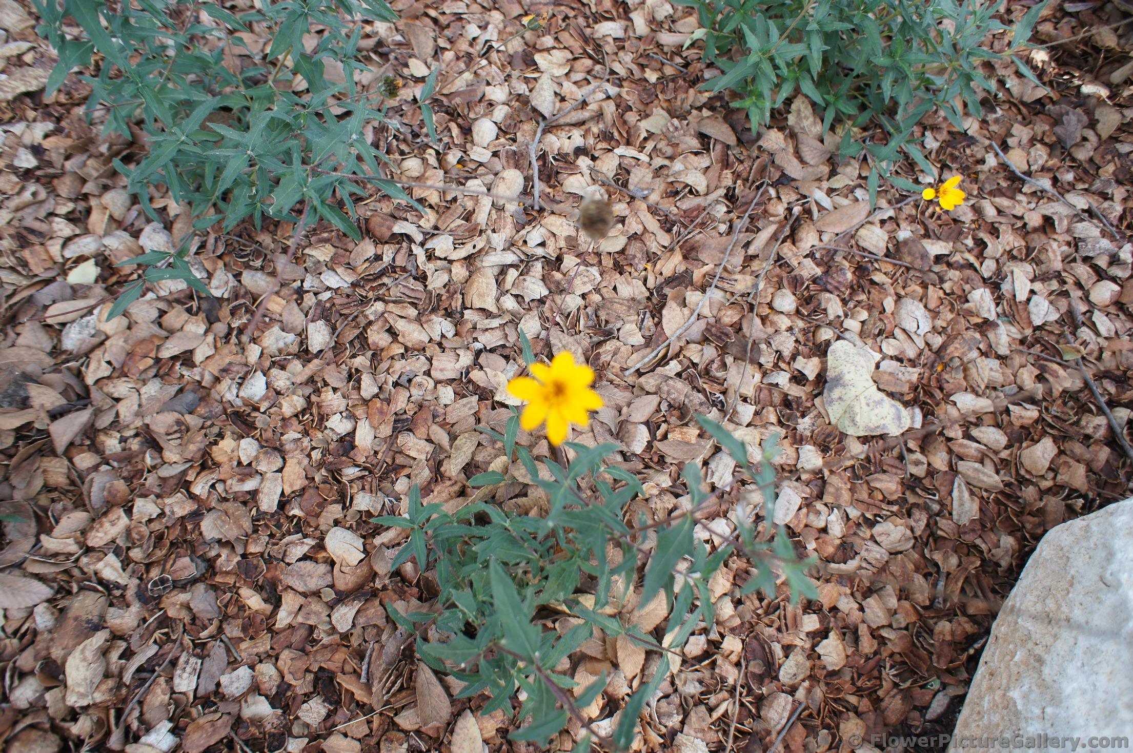 Zexmenia yellow flower at Lady Bird Johnson Wildflower Center.jpg
