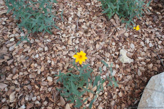 Zexmenia yellow flower at Lady Bird Johnson Wildflower Center.jpg