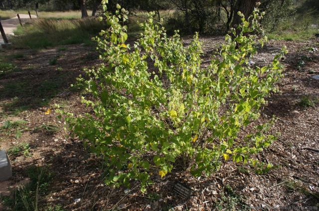 Whiteleaf Indian Mallow plant at Lady Bird Johnson Wildflower Center.jpg