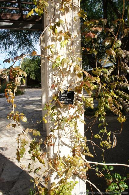 Trumpet Creeper vine plant at Lady Bird Johnson Wildflower Center.jpg
