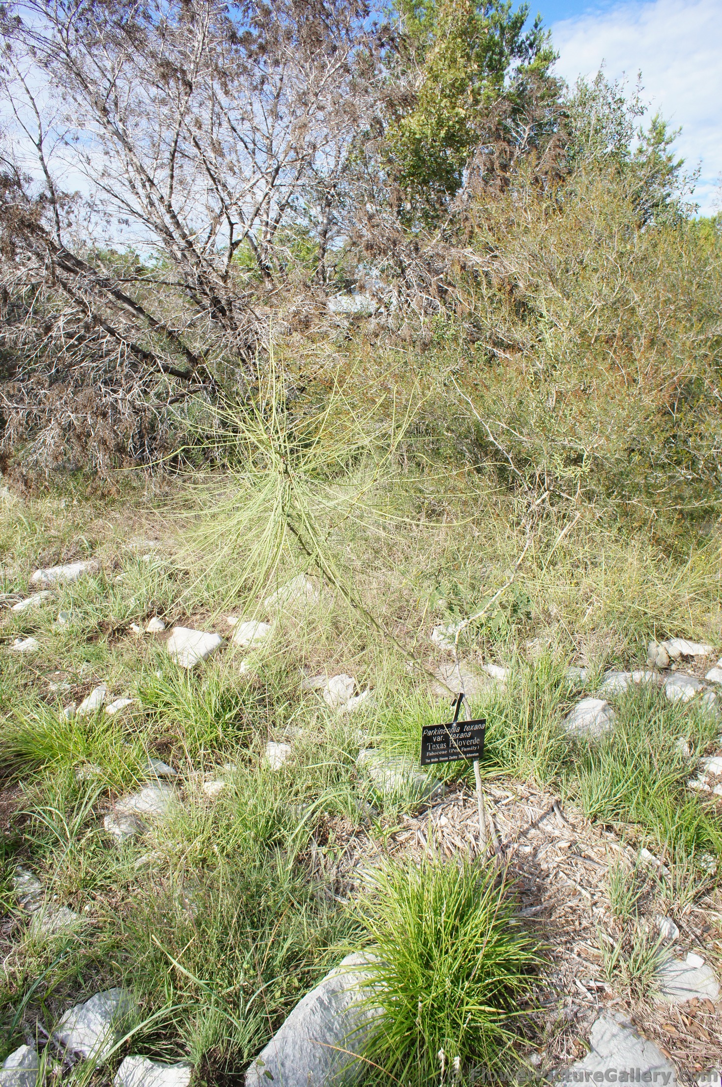 Texas Paloverde tree at Lady Bird Johnson Wildflower Center.jpg
