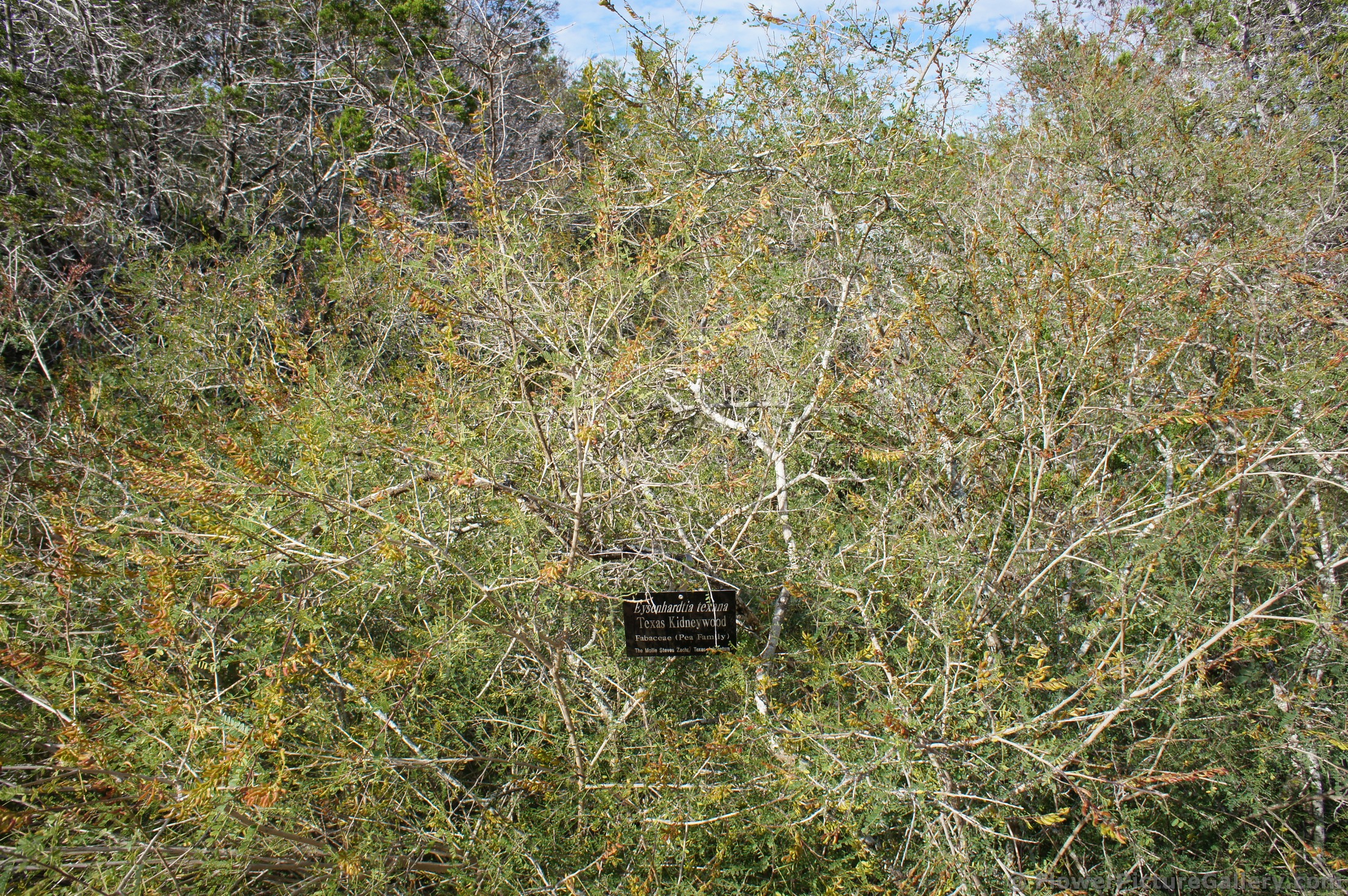 Texas Kidneywood plant at Lady Bird Johnson Wildflower Center.jpg