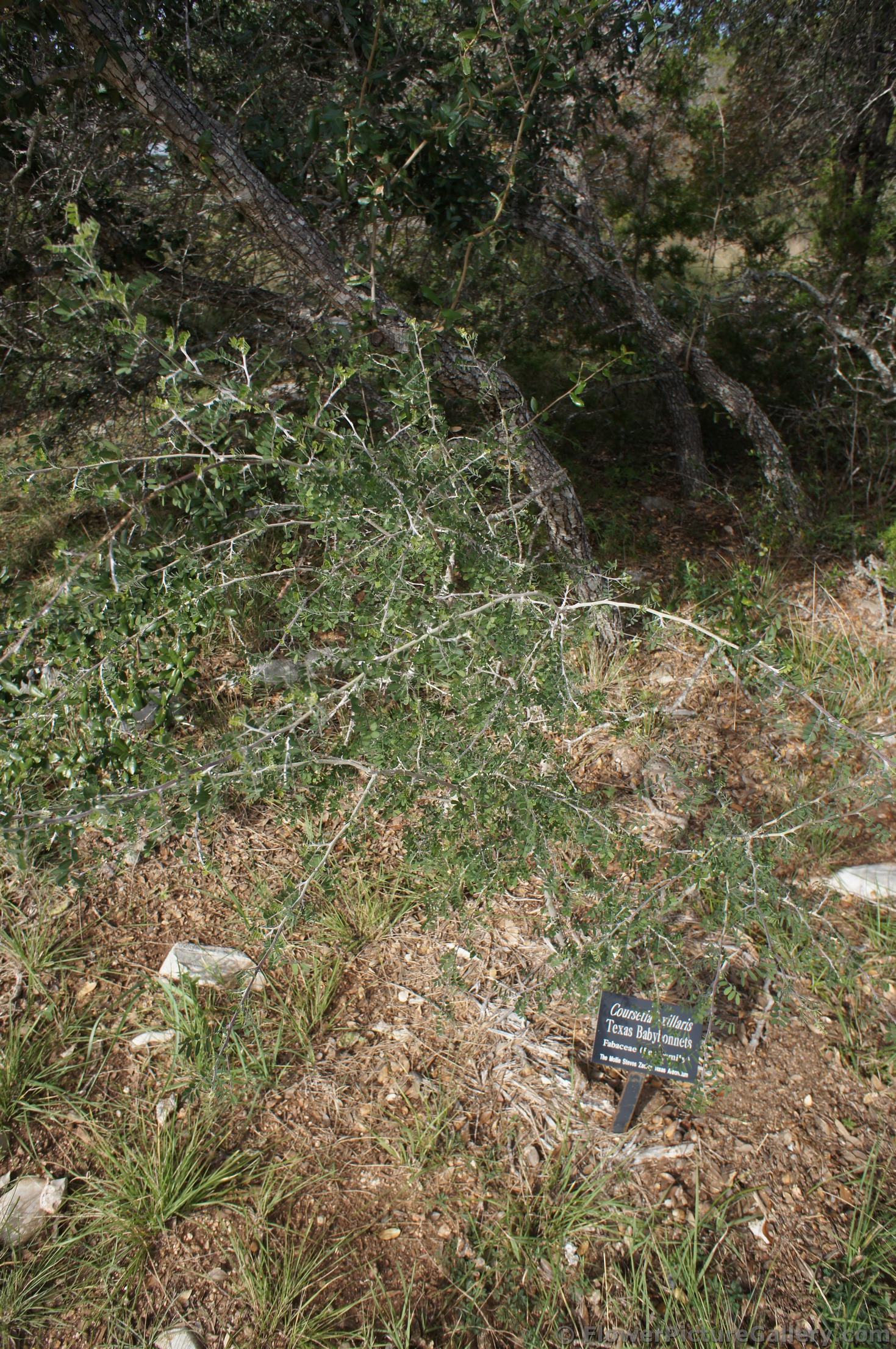 Texas Babybonnets plant at Lady Bird Johnson Wildflower Center.jpg