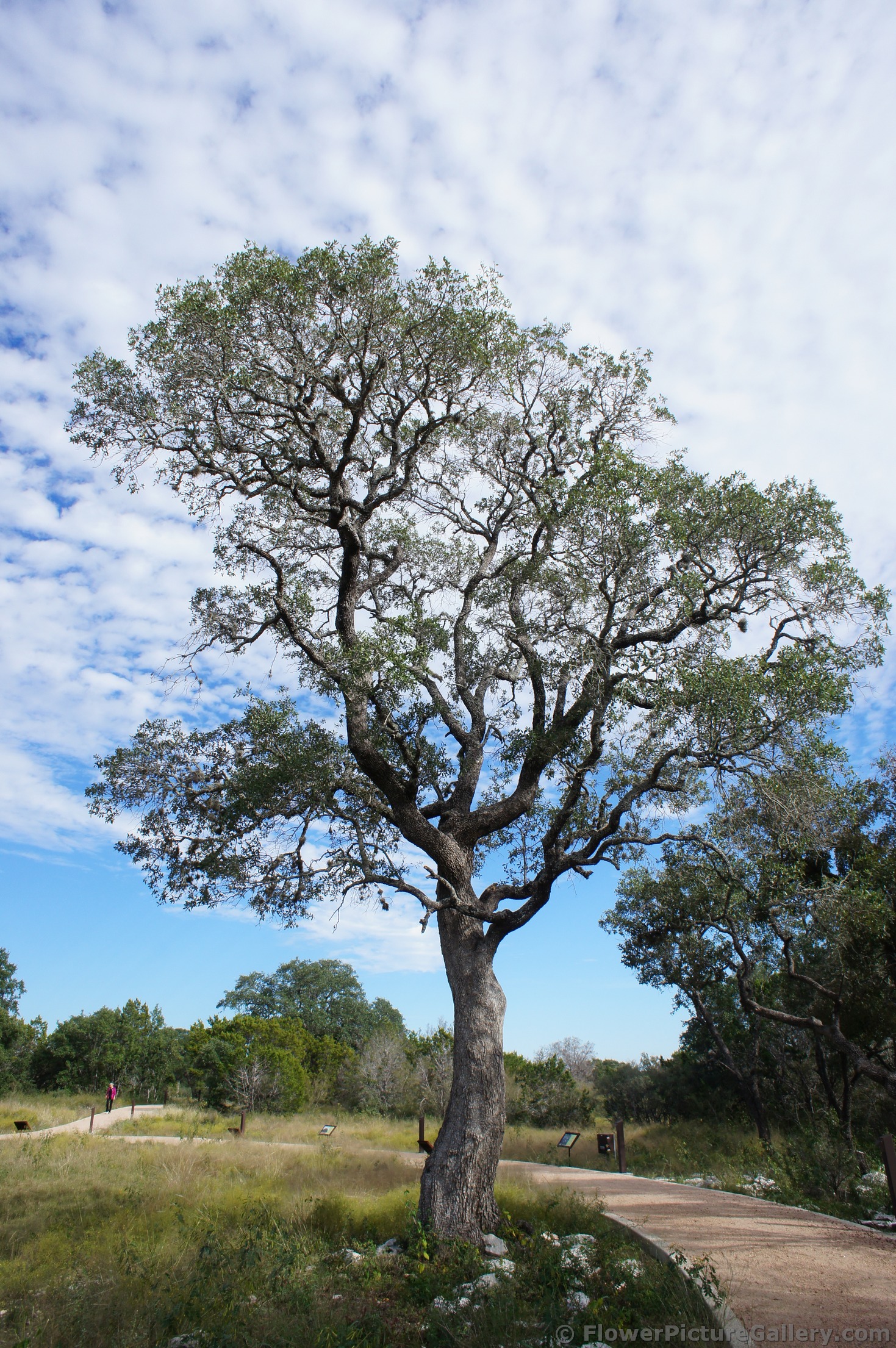 Tall oak tree at Lady Bird Johnson Wildflower Center.jpg