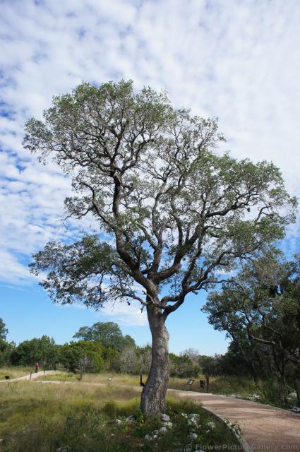 Tall oak tree at Lady Bird Johnson Wildflower Center.jpg