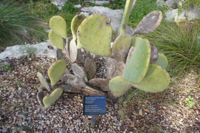 Spineless prickly pear cactus at Lady Bird Johnson Wildflower Center.jpg