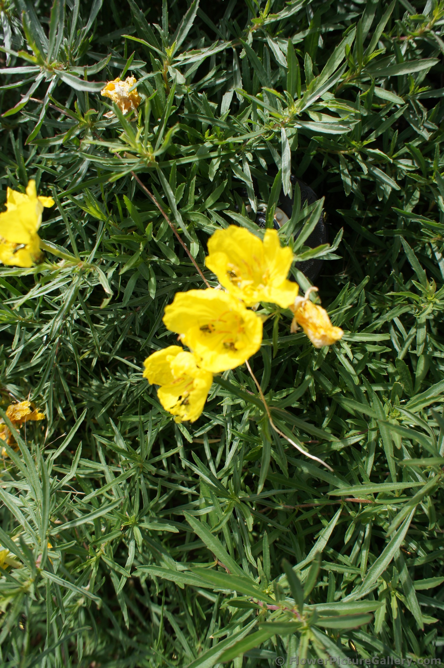 Square Bud Primrose Flower at Lady Bird Johnson Wildflower Center.jpg