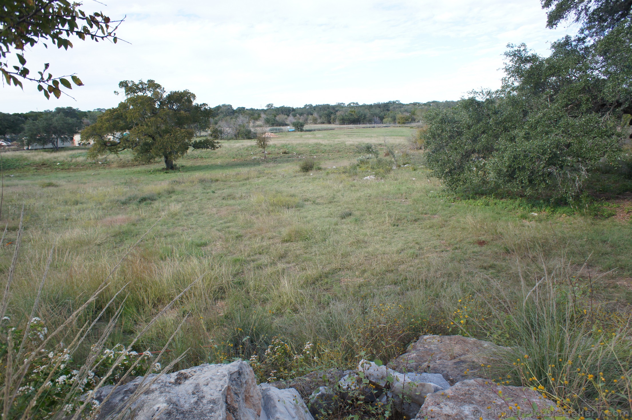 Open Grassy area at Lady Bird Johnson Wildflower Center.jpg