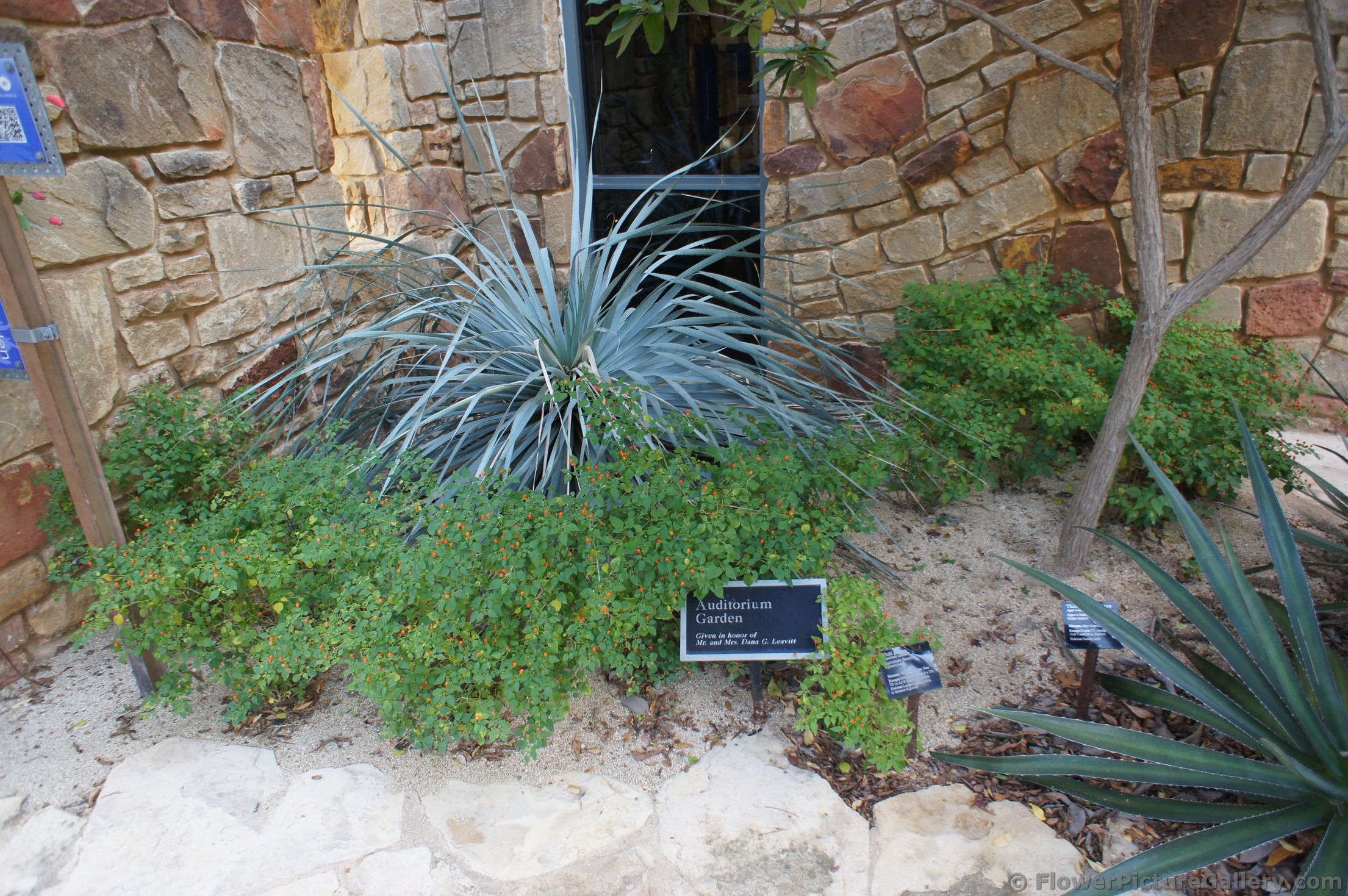 Auditorium Garden of Lady Bird Johnson Wildflower Center.jpg
