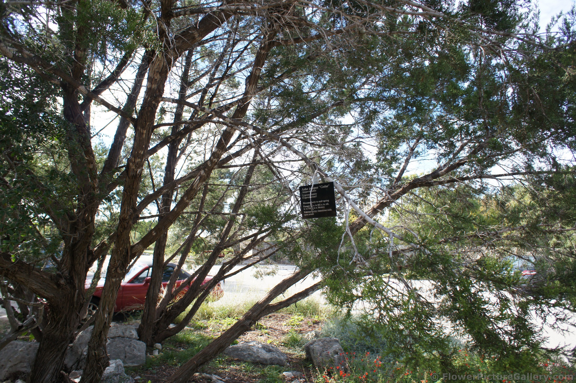 Ashe Juniper Cedar Tree at Lady Bird Johnson Wildflower Center.jpg