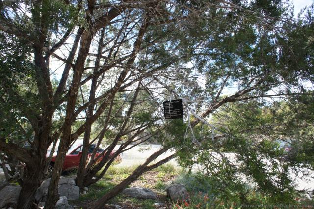 Ashe Juniper Cedar Tree at Lady Bird Johnson Wildflower Center.jpg