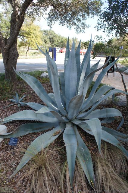 American Century Plant at Lady Bird Johnson Wildflower Center.jpg