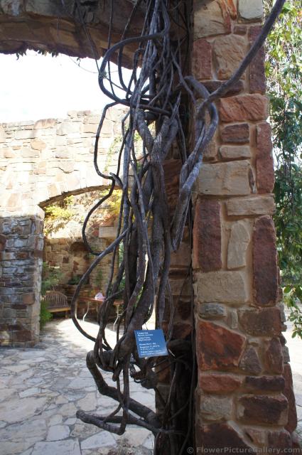 Crossvine on stone column at Lady Bird Johnson Wildflower Center.jpg