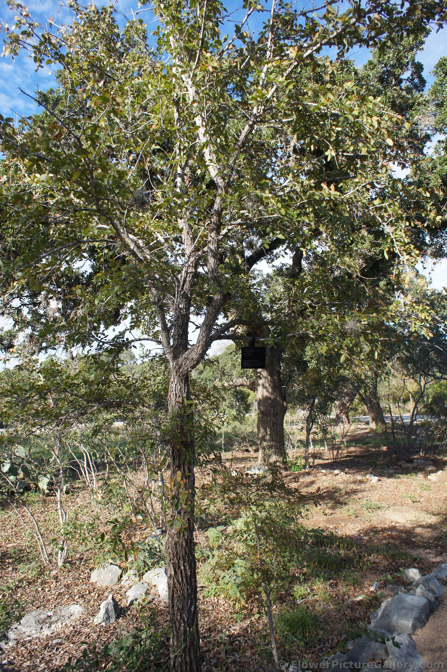 Cedar Elm Tree at Lady Bird Johnson Wildflower Center.jpg