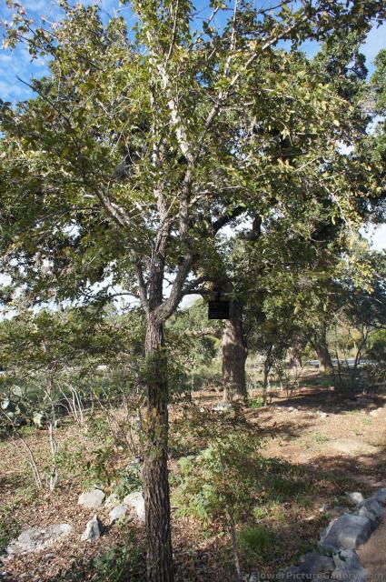 Cedar Elm Tree at Lady Bird Johnson Wildflower Center.jpg