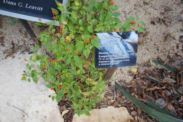 Chili piquin mini chilli plant at Lady Bird Johnson Wildflower Center.jpg