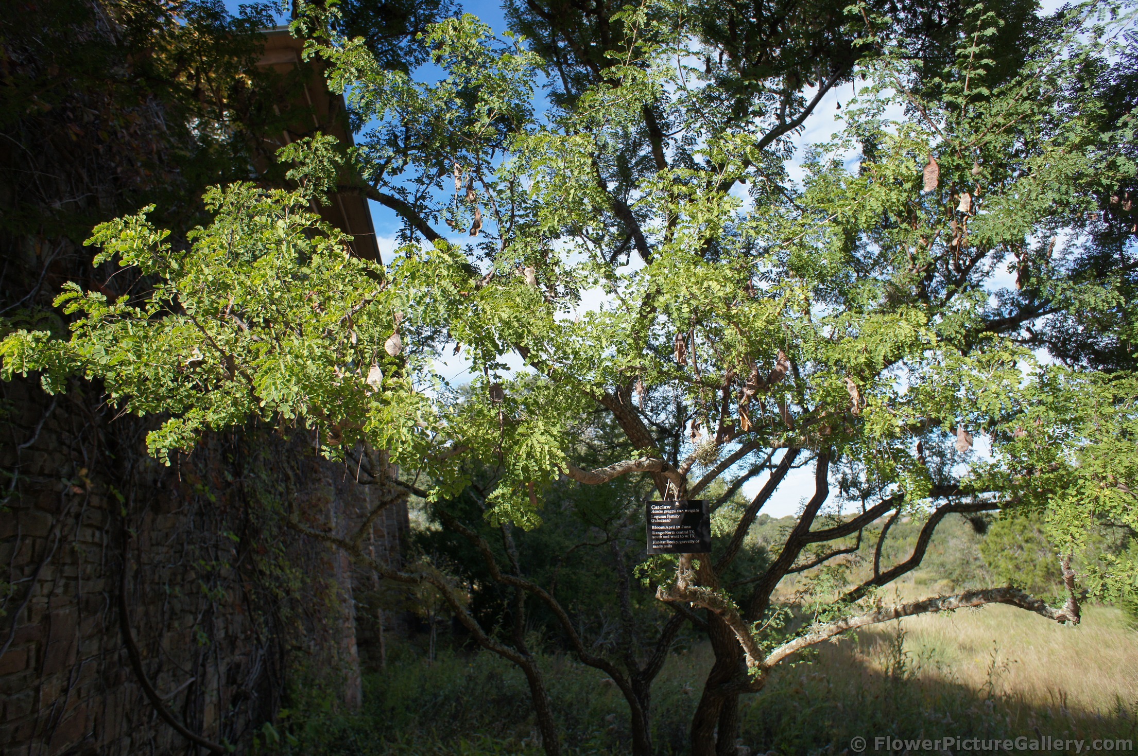 Catclaw tree at Lady Bird Johnson Wildflower Center.jpg