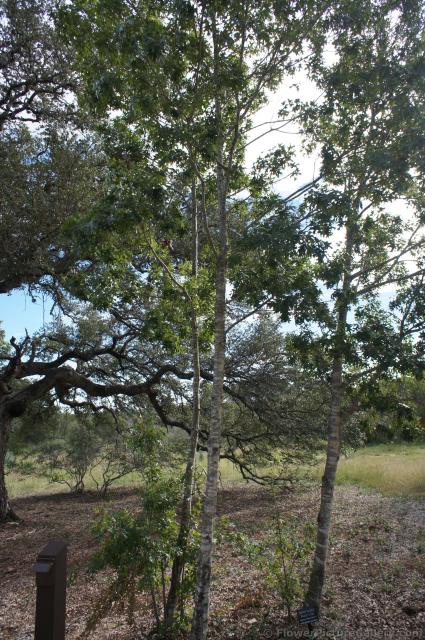 Buckley's Oak Tree at Lady Bird Johnson Wildflower Center.jpg