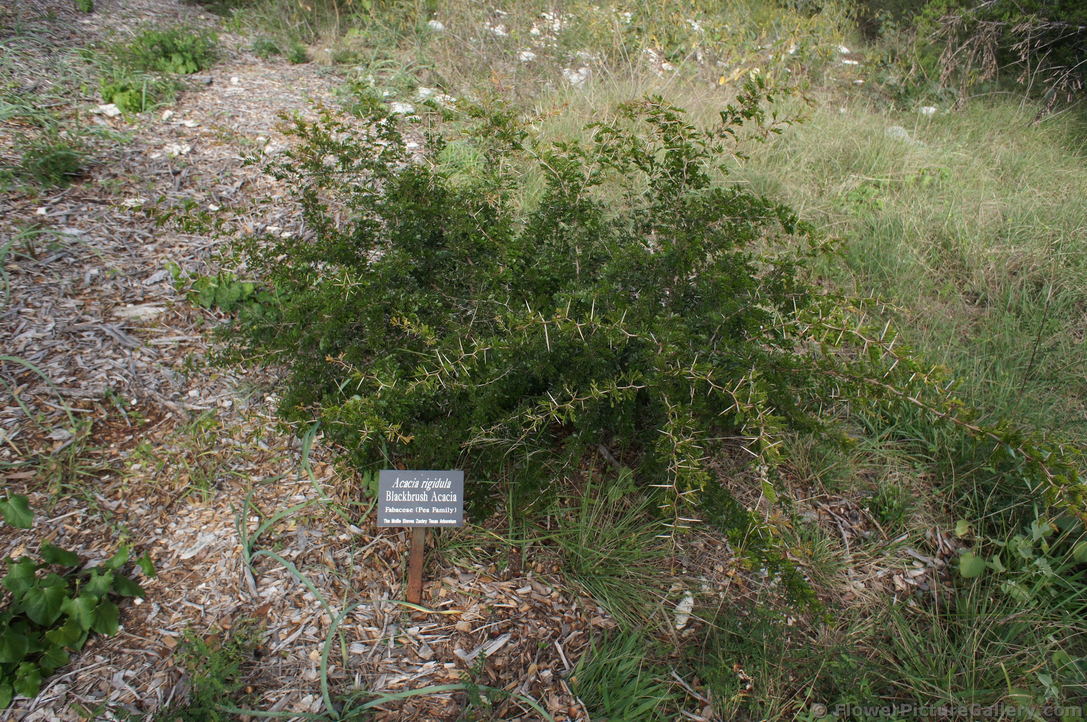 Blackbrush Acacia plant at Lady Bird Johnson Wildflower Center.jpg