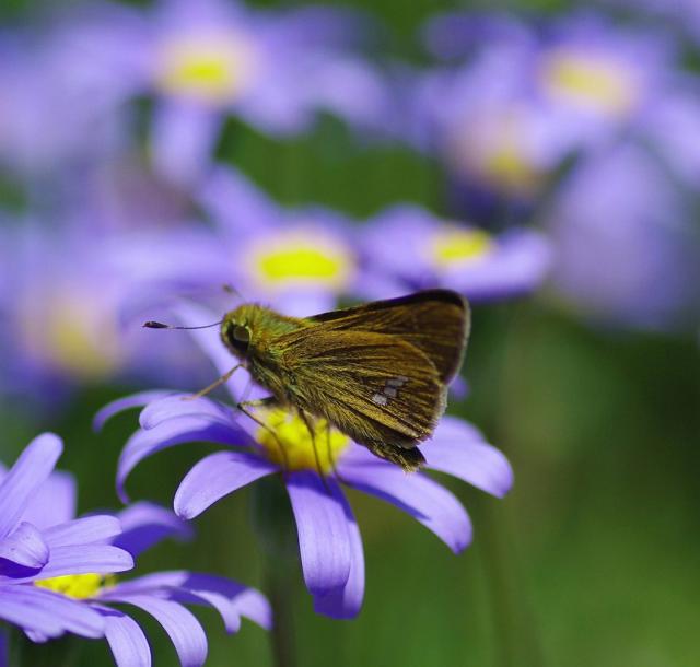 photo of purple daisy flower with yellow eyes.jpg