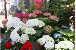 Hydrangea Flowers Images