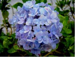 Blueish hydrangea flower ball.JPG