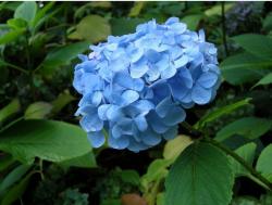 bright blue hydrangeas flowers.JPG