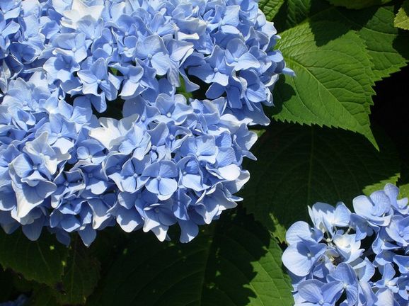 close up picture of blue hydrangea flowers.JPG