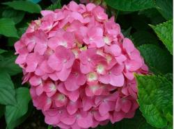 Close up picture of hydrangea flower in pretty pink.JPG