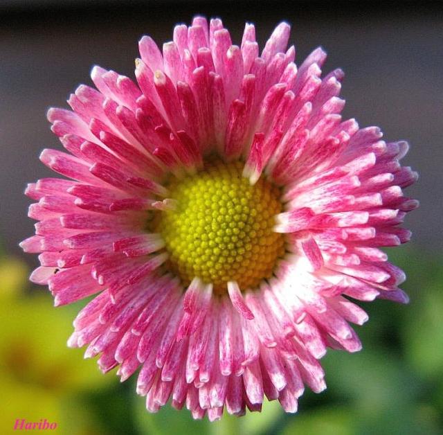 photo of pink daisy flower.jpg