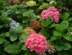 colorful red, purple, orange green hydrangea flowers.JPG