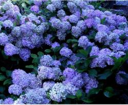 flower arrangements hydrangeas.JPG